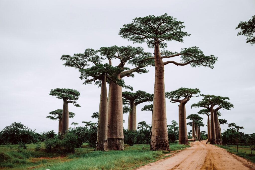 Voyage à Madagascar Les clés pour préparer un séjour inoubliable