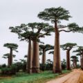 Voyage à Madagascar Les clés pour préparer un séjour inoubliable